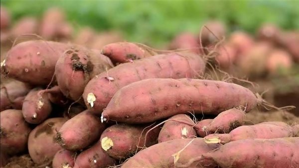 البطاطا الحلوة