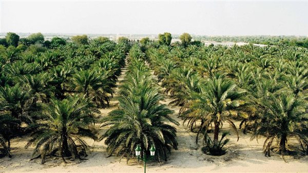 زراعة النخيل في مصر