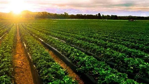 المحاصيل الزراعية