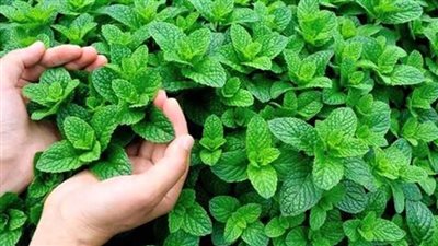 أرقام قياسية مفاجئة.. هكذا سيطر 