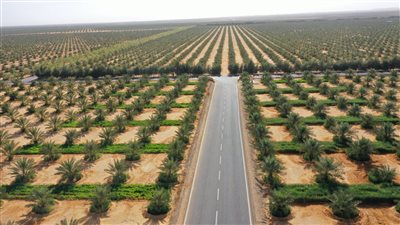 توشكى على موعد مع التاريخ بمشروع رئاسي عملاق.. مصر تقود ثورة التمور عالميا