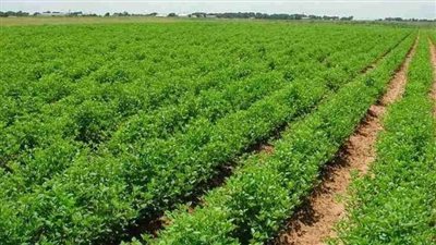 الأوقاف: سعر الإيجار الجديد للأراضي التابعة أقل من السوق 15%