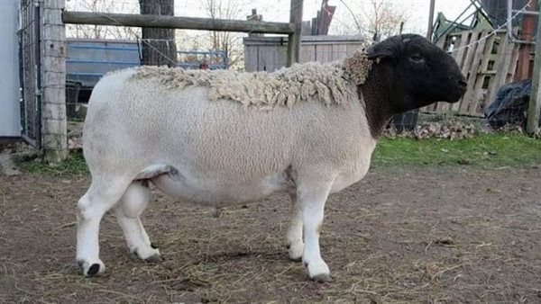 أغنام سلالة “الدوربر”