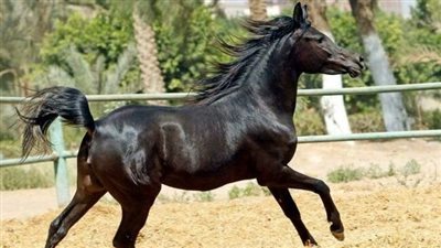 مصر تعيد تصدير الخيل العربي الأصيل.. الأردن البداية