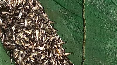 جهاز حماية وتنمية البحيرات يبدأ موسم الصيد بالمزرعة السمكية بالدقهلية