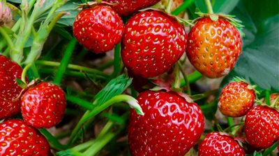 «الزراعة» تعلن فتح السوق الأوزبكي أمام صادرات مصر من الفراولة الطازجة