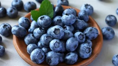 من أرض صحراوية إلى مدينة عالمية.. مصر تنشئ أكبر صوبة زراعية في العالم لإنتاج التوت الأزرق برعاية أمريكية 