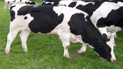 «الزراعة»: طفرة في خدمات الرعاية التناسلية وعلاج 40 ألف حالة ماشية خلال شهر واحد