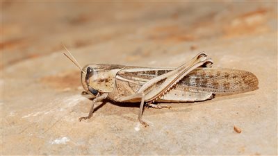 وزارة الزراعة تنفي رصد جراد صحراوي بـ 