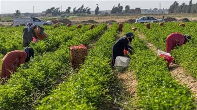 من أرض بور لمشروع عالمي بيحقق طفرة زراعية.. أخد شهادة من إيفاد وهيدخل ملايين الدولارات للبلد.. ازاي مشروع سيل هيقلب الصحراء لمناجم ذهب أخضر