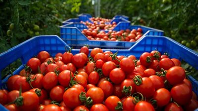 مصر تتصدر صادرات الطماطم المجففة والمركزة بـ100 مليون دولار سنويًا