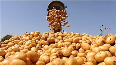الزراعة تعلن ضوابط جديدة لتصدير البطاطس إلى لبنان وبدء سحب العينات مطلع فبراير