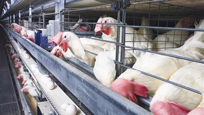 من المزرعة إلى السوق.. أسعار الدواجن اليوم الجمعة قبل رمضان