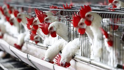 الزراعة تطلق خدمات مجانية ودعمًا فنيًا لمربي الدواجن لزيادة الإنتاج