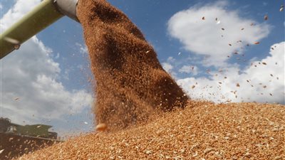 مصر تقلص واردات القمح الروسي وترفع مشترياتها من البرازيل