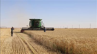 توريد 26.4 ألف طن قمح بالوادي الجديد.. واستمرار الحصاد بوتيرة متسارعة