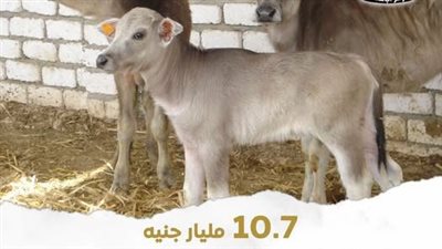 الزراعة: تمويل جديد بـ111 مليون جنيه لمشروع البتلو ضمن “حياة كريمة” لدعم صغار المربين